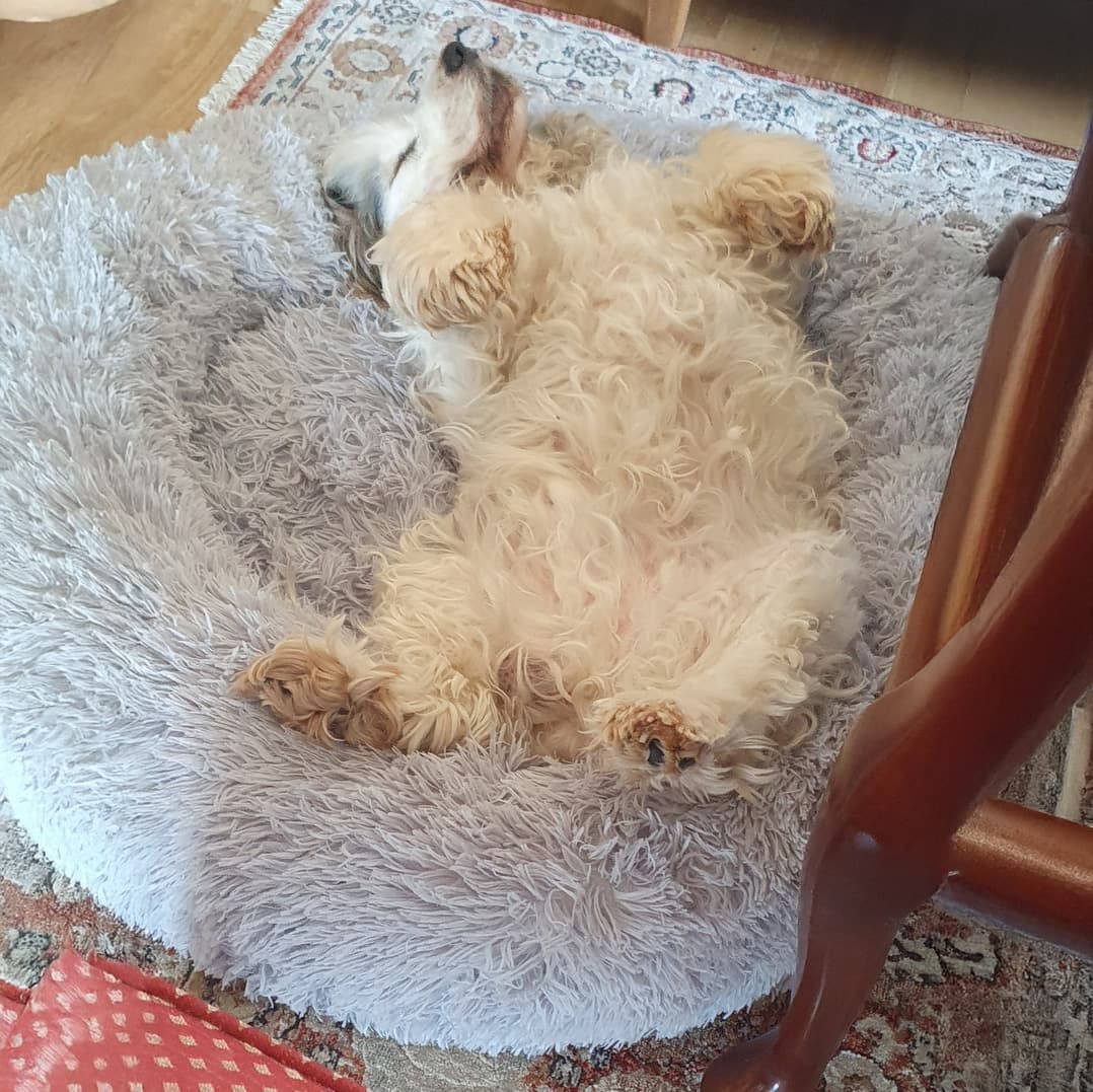 Antaa tukea ja edistää palautumista
